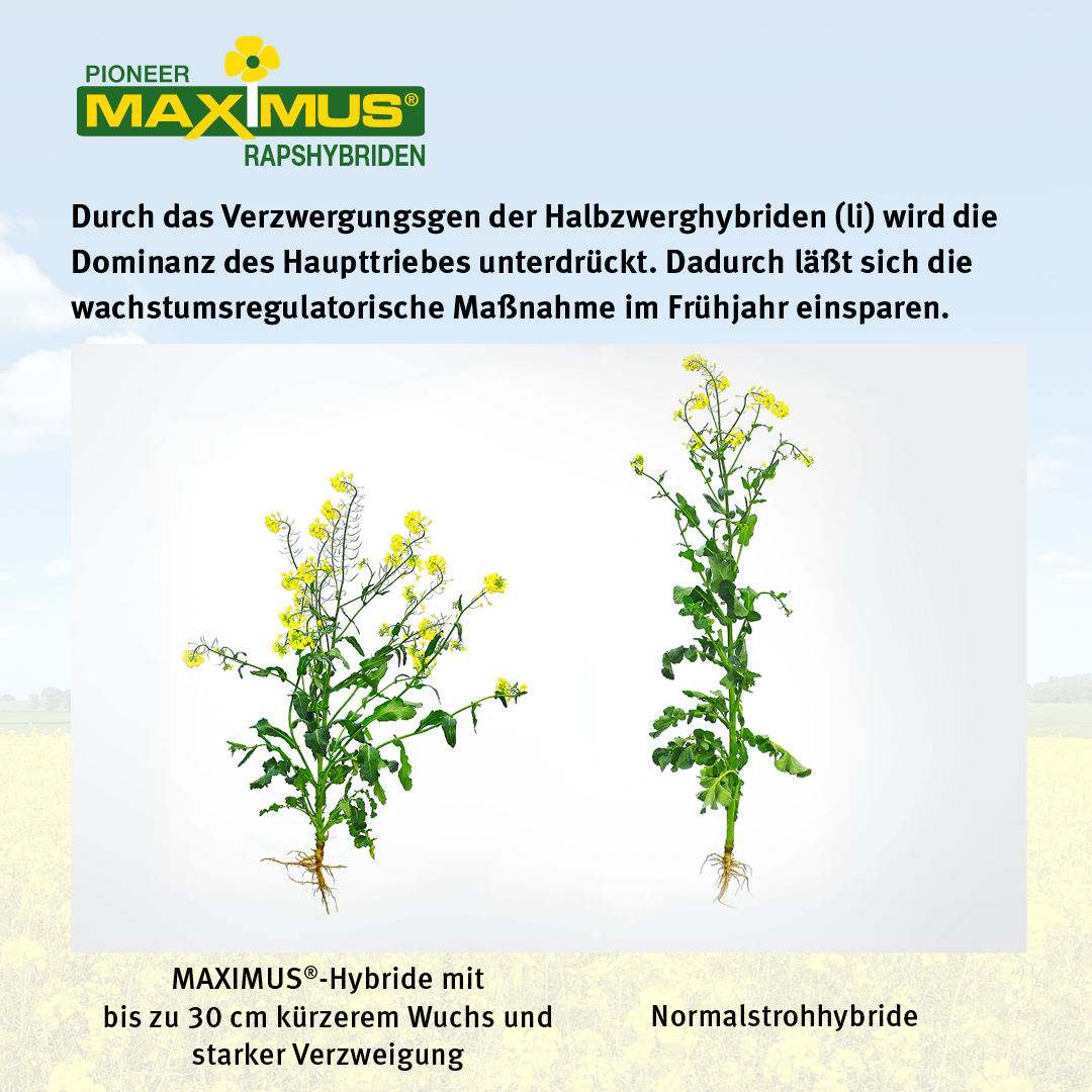 Maximus Einsparung von wachstumsregulatorischer Maßnahme