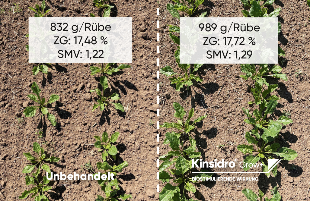 Kinsidro Grow+ Ergebnisse in der Zuckerrübe