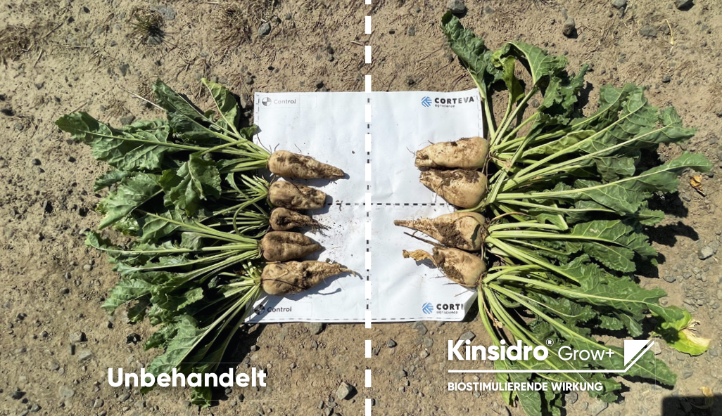 Kinsidro Grow+ Ergebnisse in der Zuckerrübe 2